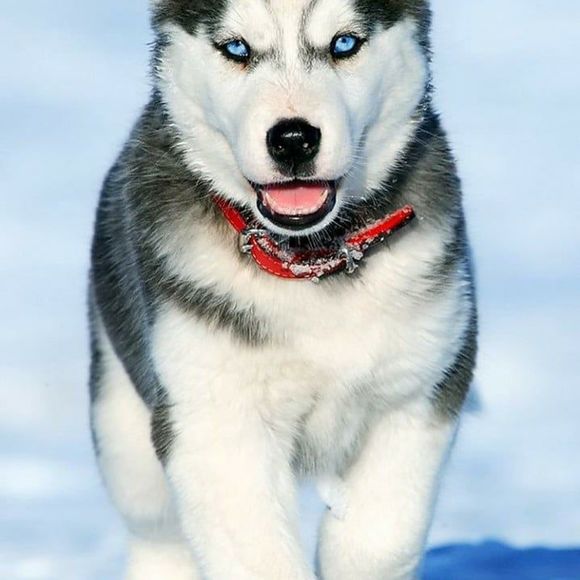 Meet your Posher, Ariuna - Picture 1 of 1